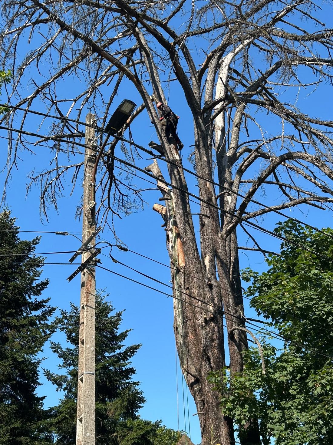 Arbre mort traité au contact d’une ligne électrique