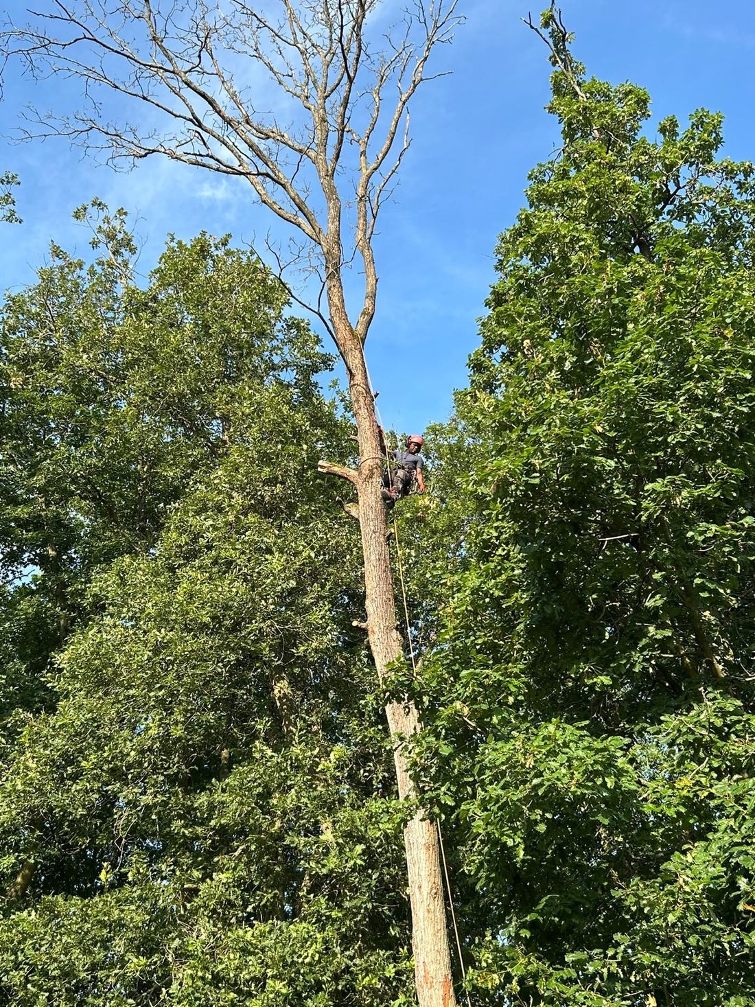Grand sujet élancé en cours de démontage