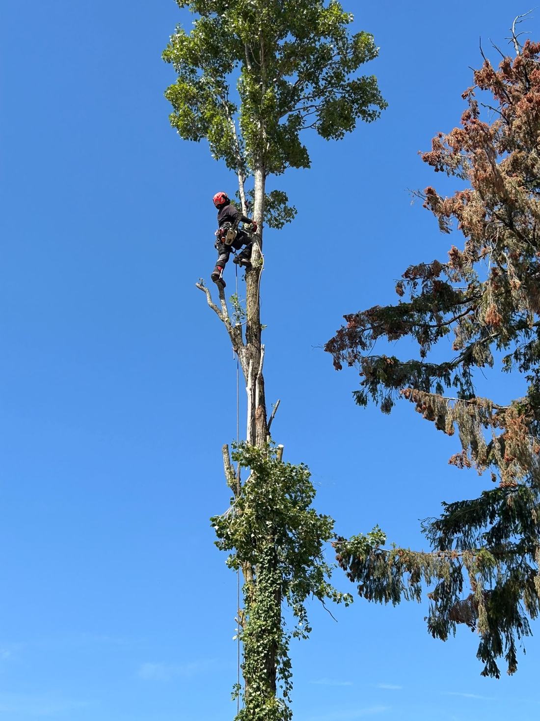 Démontage d’un conifère sur corde
